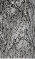 wood tree bark 0005